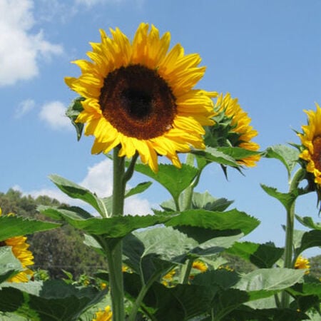 Download Early Black Heart F1 Sunflower Seeds Urban Farmer