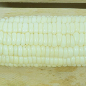 Silver Queen, (F1) Corn Seed