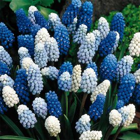Mixture, Muscari Bulbs