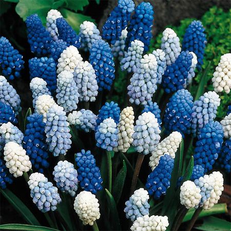 Mixture, Muscari Bulbs image number null