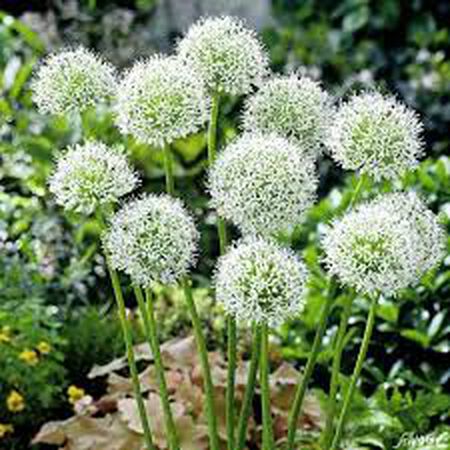 Mont Blanc, Allium Bulbs - 50 Bulbs image number null