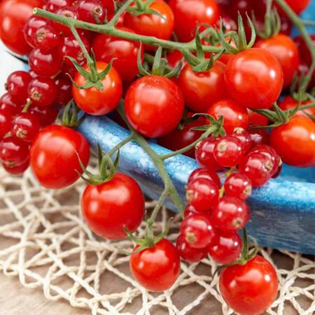 Tutti-Frutti™ Red Berry, (F1) Tomato Seeds - Packet image number null