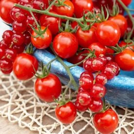 Tutti Frutti™ Red Berry, (F1) Tomato Seeds