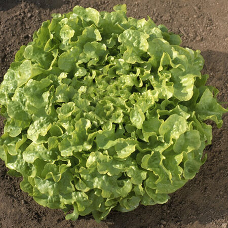 Oakleaf, Lettuce Seeds - Packet image number null