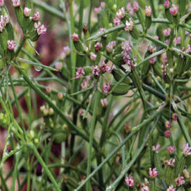 Common, Cumin Seeds