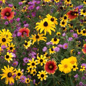 Northeast Native Blend, Wildflower Seed