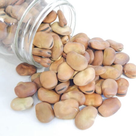 Broad Windsor Fava, Bean Seeds - Packet (1 oz.) image number null