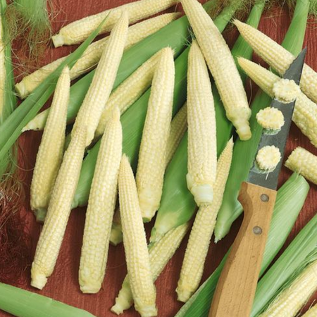 Japanese Hulless, Corn Seed - Packet (1 oz.) image number null