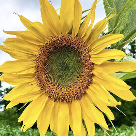 Mammoth Grey Stripe, Sunflower Seeds
