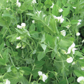 Austrian Winter Pea, Legumes