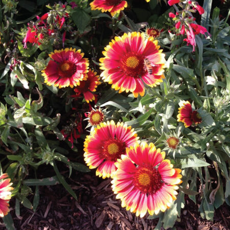 Blanket Flower, Gaillardia - Packet image number null