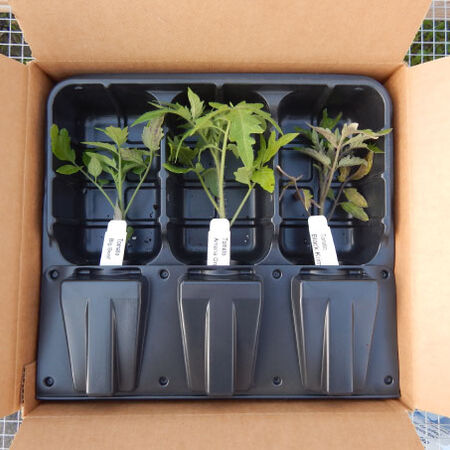 Live Plant Shipping Containers - 5 Containers ($4.00/ea.) image number null