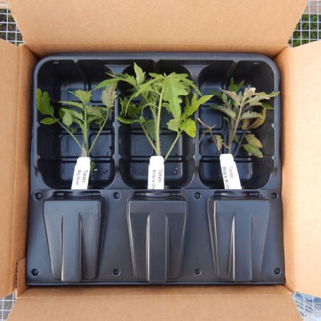 Live Plant Shipping Containers - 100 Containers ($3.00/ea.) image number null