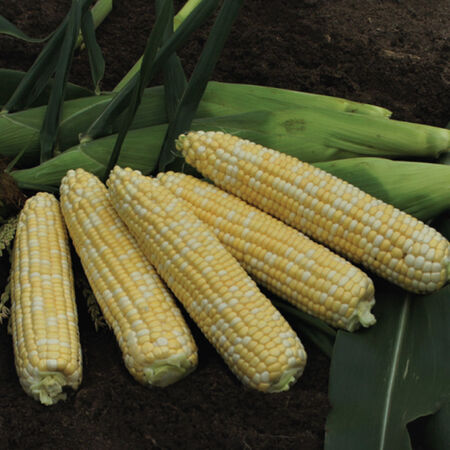 Anthem XR, (F1) Corn Seed - Packet image number null