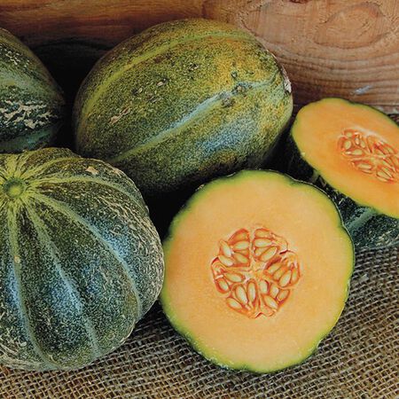 Emerald Green Gem, Cantaloupe Seeds image number null