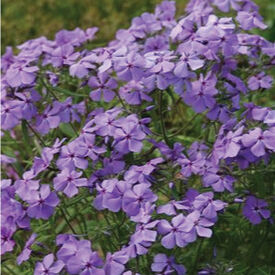 Divaricata, Phlox Seed