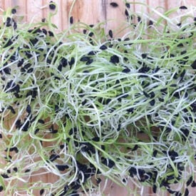 Chive, Sprout Seeds