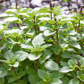 Persian, Basil Seeds