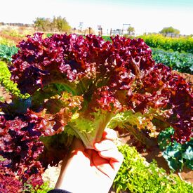 Selway, Lettuce Seeds