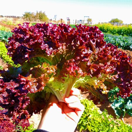 Selway, Lettuce Seeds - Packet image number null