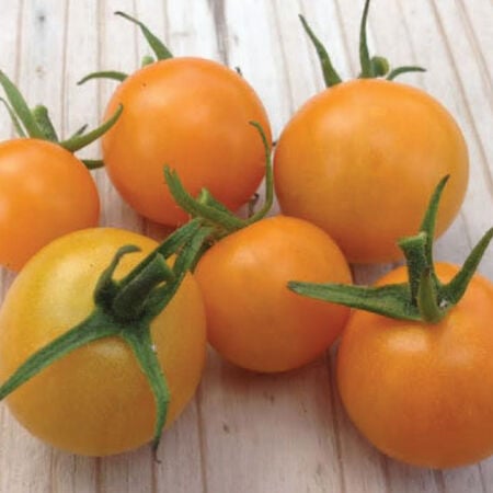 SunSugar, Tomato Seeds - Packet image number null