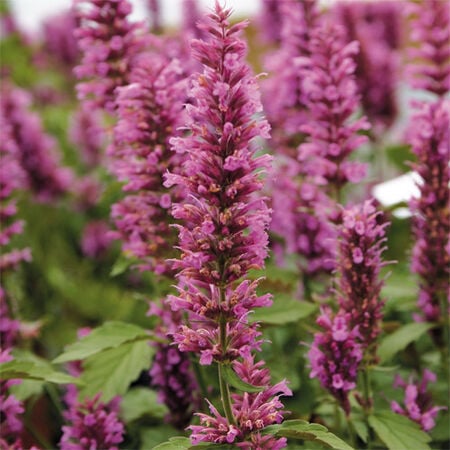 Rose Mint, Agastache (Giant Hyssop) - Packet image number null