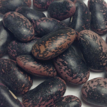 Scarlet Runner, Bean Seeds - Packet (1 oz.) image number null