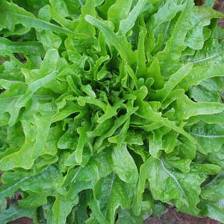 Royal Oakleaf, Lettuce Seeds - Packet image number null