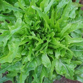 Royal Oakleaf, Lettuce Seeds