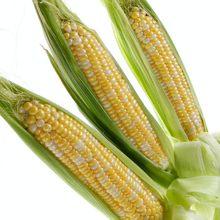 Profit, (F1) Corn Seed - 1 Ounce image number null