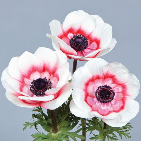 Gemstone Red Bicolor, (F1) Anemone Seed - Packet image number null