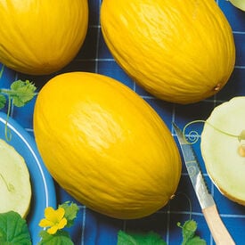 Juane Canary, Melon Seeds