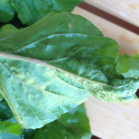 Astro Arugula, Green Seeds - Packet image number null