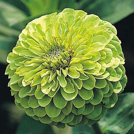 Envy, Zinnia Seeds - Packet image number null