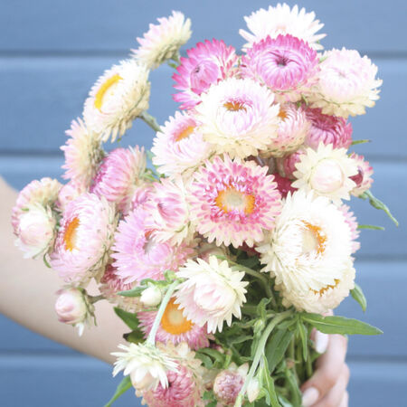 Monster Silvery Rose, Strawflower Seeds - Packet image number null