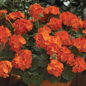 Orange Maverick, Geranium Seeds