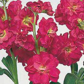 Red Quartet, Stock Seeds