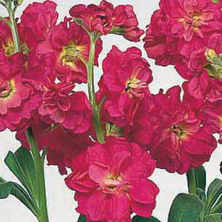 Red Quartet, Stock Seeds - Packet image number null