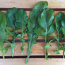 Roquette Arugula Seeds, Greens - Packet thumbnail number null