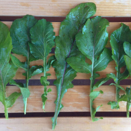 Roquette Arugula Seeds, Organic Greens - Packet image number null