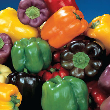 Rainbow Blend Bell, Pepper Seeds - Packet image number null