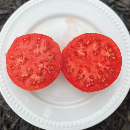Ponderosa Pink, Tomato Seeds - Packet image number null