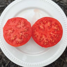 Ponderosa Pink, Tomato Seeds