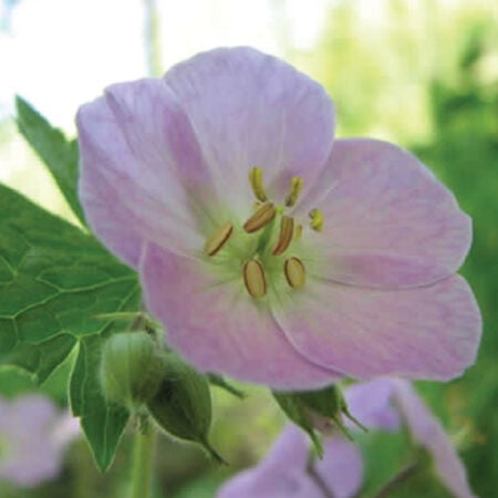 Wild, Geranium Seeds - Packet image number null