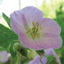 Wild, Geranium Seeds - Packet thumbnail number null