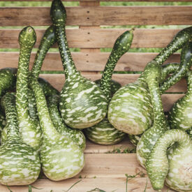 Dipper, Gourd Seeds