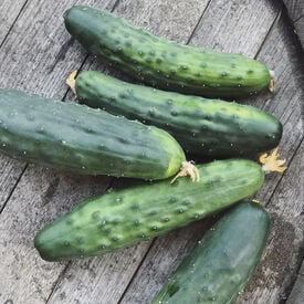 Marketmore 80, Organic Cucumber Seeds