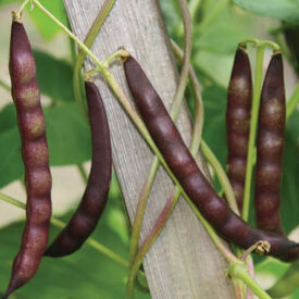 Black Turtle Soup, Bean Seeds