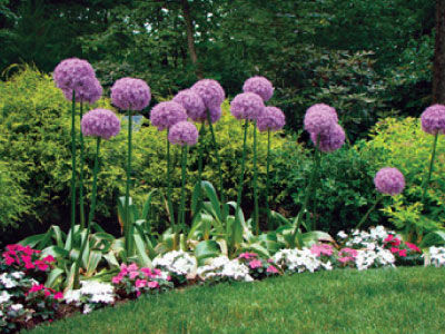 Globemaster Allium Bulbs Urban Farmer