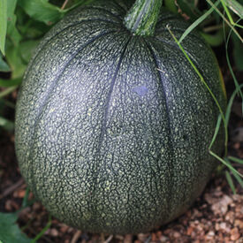 Tatume, Squash Seeds